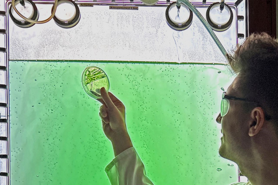 A person holds up a petri dish with green growth. A pane of glass with a green bubbling liquid behind it can be seen in the background.