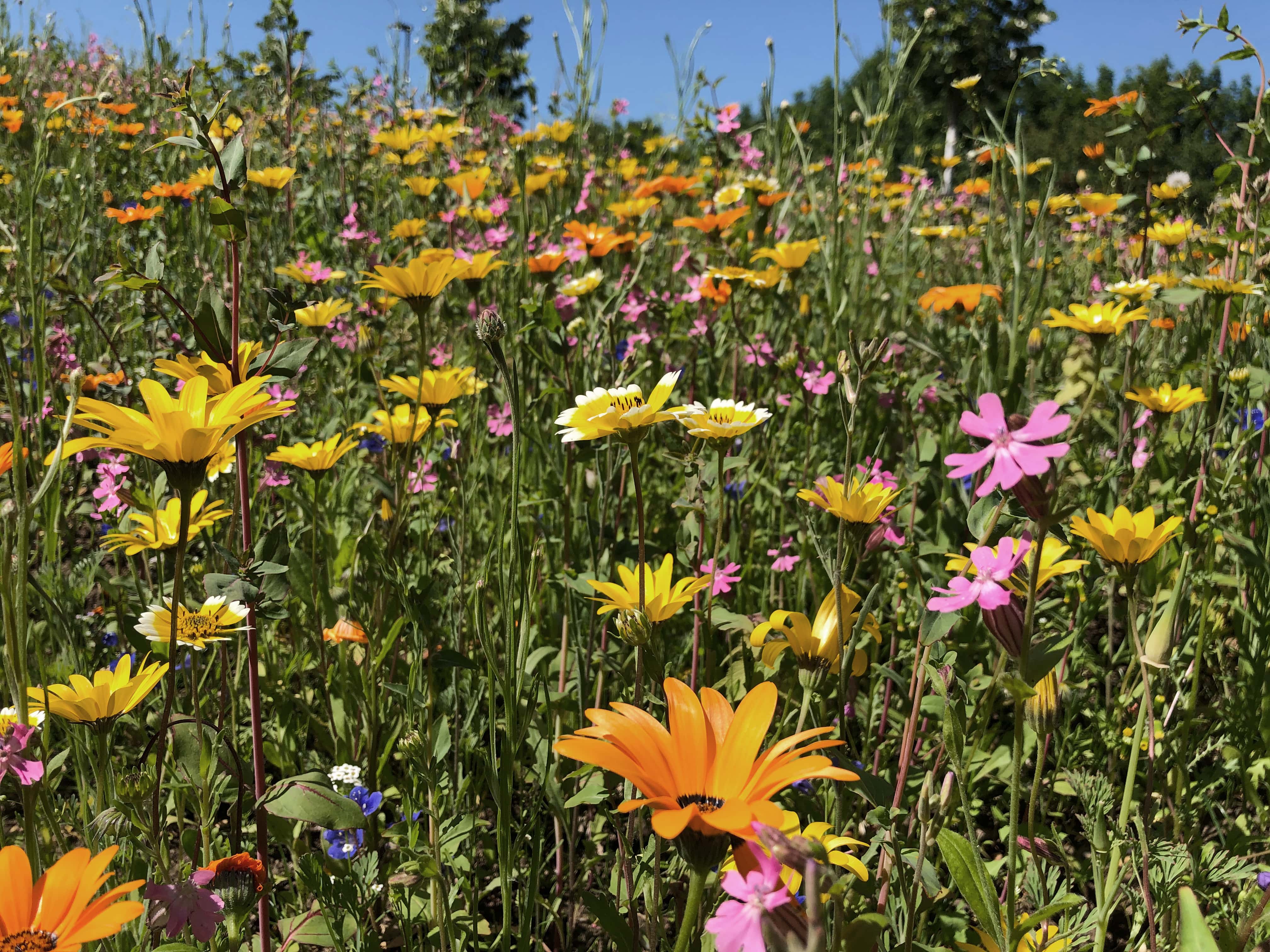 Photo of flower meadow in bloom